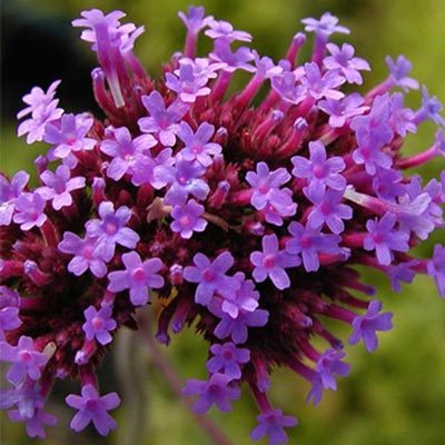 Phyla floraison violette