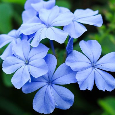 Plumbago fleurs bleues