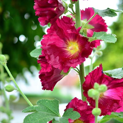 fleurs roses rose trémière bâton de Jacob