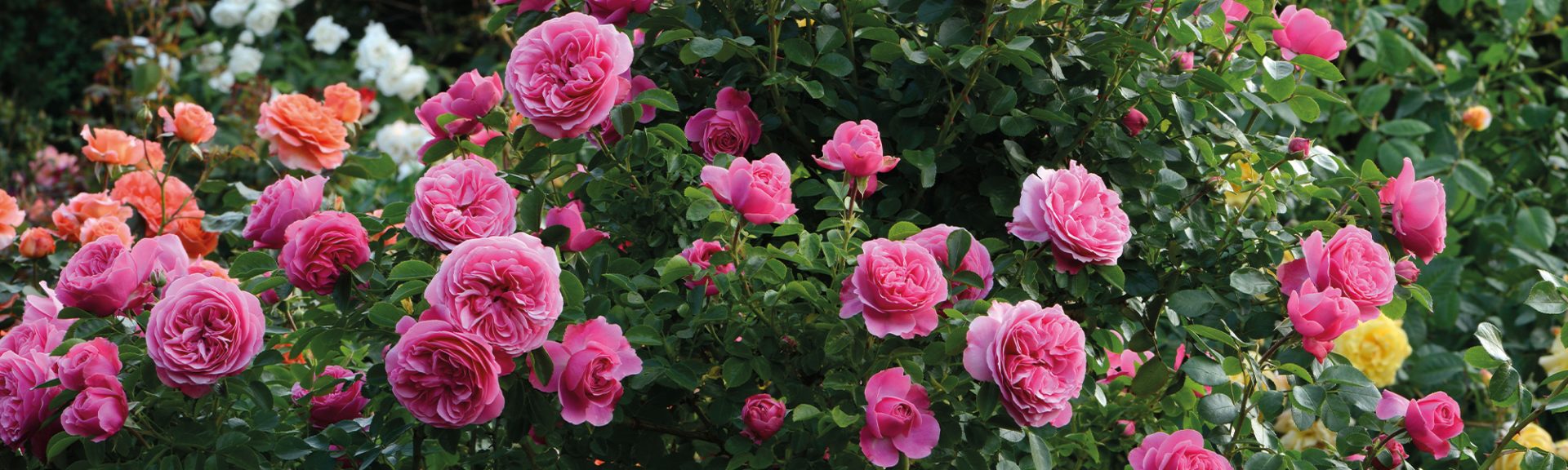 Buisson de rosier rose