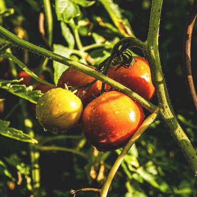 tomates à l'ombre