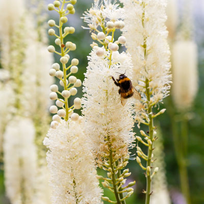 Actée (Actea) en épis floraison blanche abeille printemps