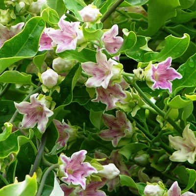 Araujina fleurs roses feuillage vert