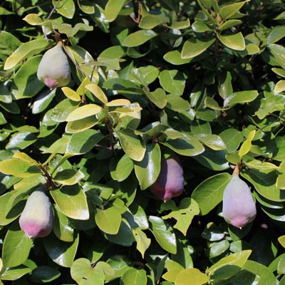 araujina fruits feuillage vert