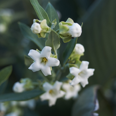 araujia fleurs blanches lianes printemps