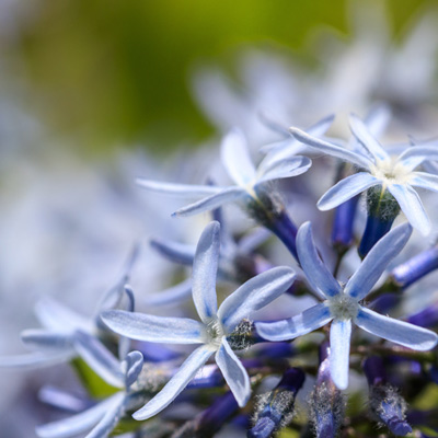 Amsonie Amsonia floraison bleue