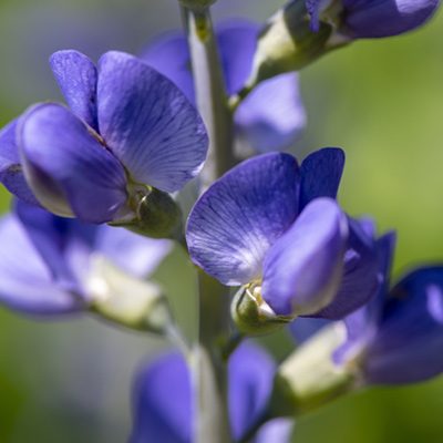 Baptisia faux indigo fleurs violettes