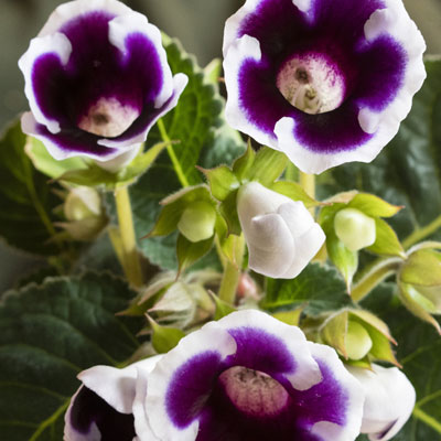 gloxinia bulbe fleurs violettes feuillage