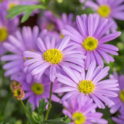 Kaliméris Faux-aster fleurs violettes jardin