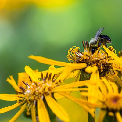 Ligulaire floraison jaune abeille printemps
