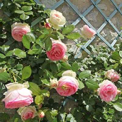 Rosier remontant rosier grimpant rosier liane fleurs roses mur maison