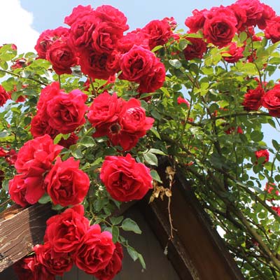Rosier grimpant fleurs rouges rosier remontant ciel toit cabane