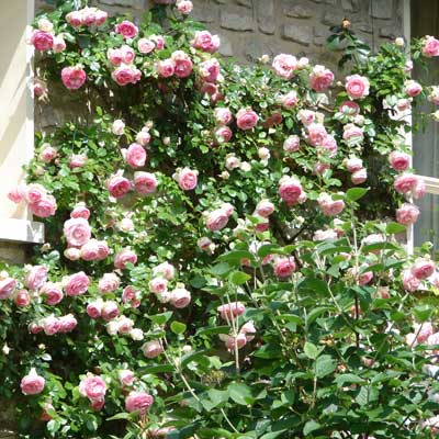 rosier grimpant rosier remontant roses fleurs mur maison