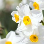 Fleurs blanches à pistil jaune - Le narcisse (Narcissus) : la fleur annonciatrice du printemps au jardin