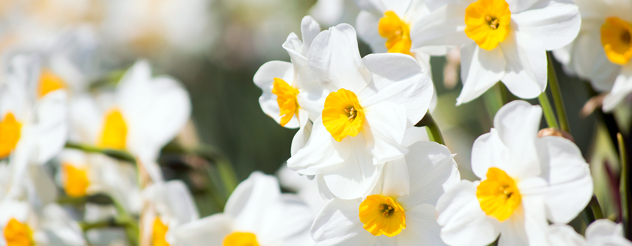 Fleurs blanches à pistil jaune - Le narcisse (Narcissus) : la fleur annonciatrice du printemps au jardin