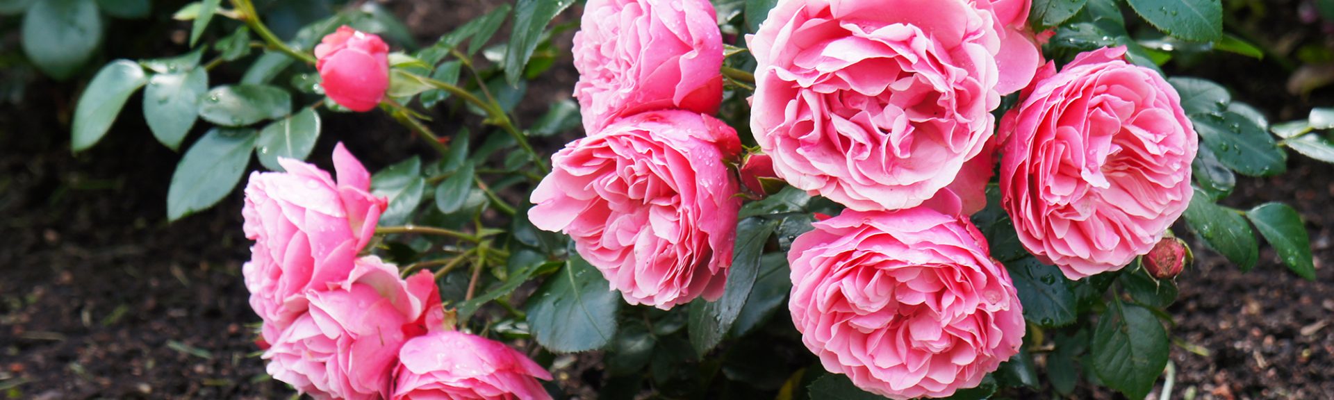 Leonardo da vinci floribunda rosier arbuste de fleurs roses
