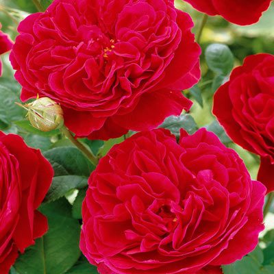 rosier floribunda rose rouge double fleur