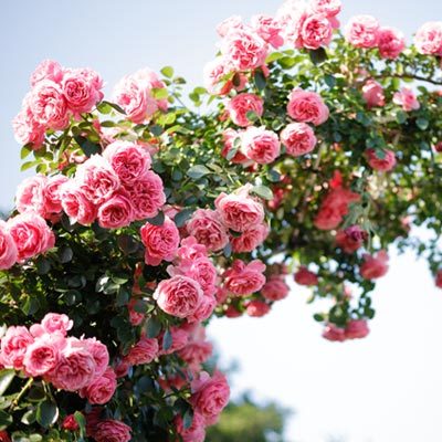 rosier grimpant fleurs roses ciel été