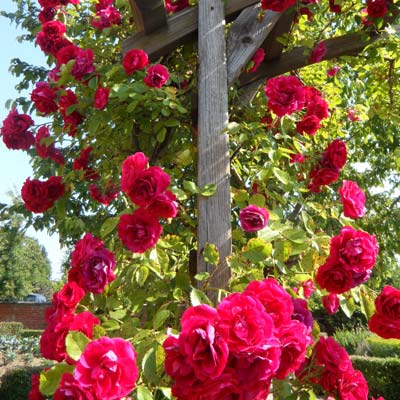 Rosier grimpant rosier liane fleurs roses