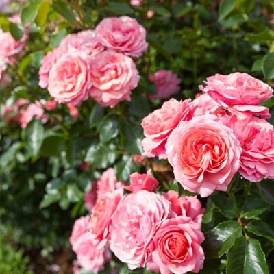 Rosier polyantha rose fleurs roses feuillages massif