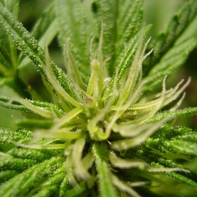 Chanvre Cannabis sativa L. Feuillage vert