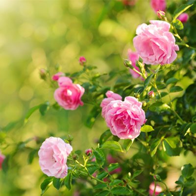 rosier anglais roses roses feuillage vert parfum été