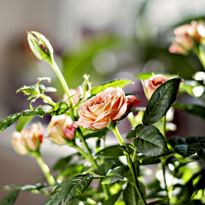 mini-rosier rosier miniature rosier nain roses feuillage vert printemps