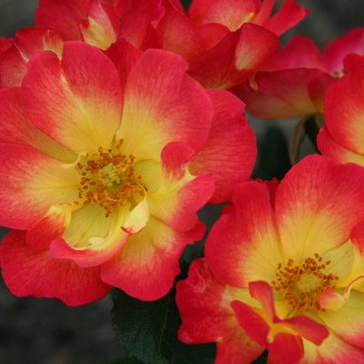 Rosier tapissant fleurs bicolores rouge jaunes roses
