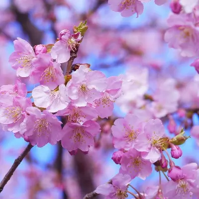 cerisier fleurs