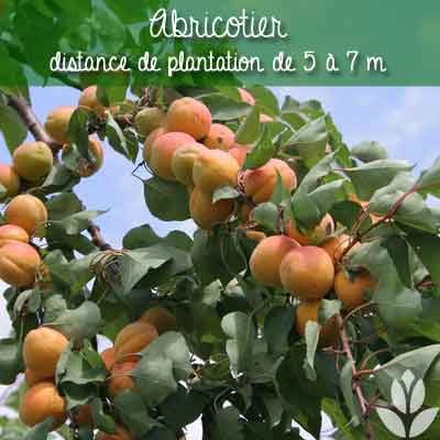 abricotier distance de plantation