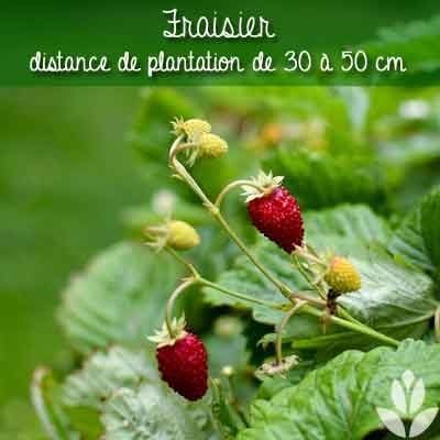 fraisier distance de plantation