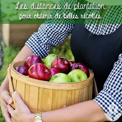 distance fruitiers plantations