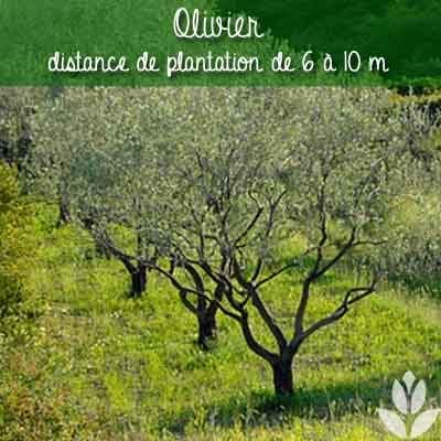 olivier distance de plantation
