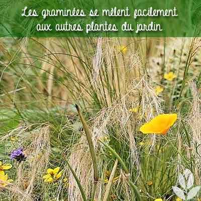 graminées plantes du jardin