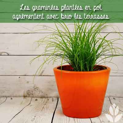 graminées en pot sur terrasse en bois