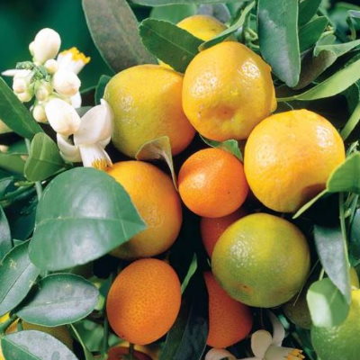 mandarinier