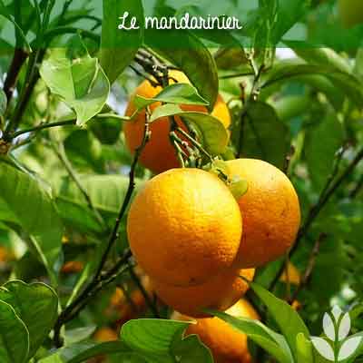 mandarinier pour région ensoleillée