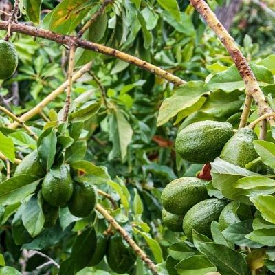 Avocatier Arbre fruitier Feuillage vert persistant Branche Fruitier - Persea americana