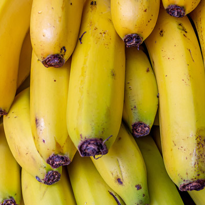 Bananes jaunes Fruits Bananiers Musa Musacées