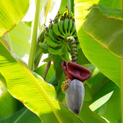 Bananier Bananes Fleurs Floraison Musa
