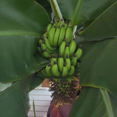 Bananier Musa Musacée Feuillage vert Herbacée Bananes Fruits