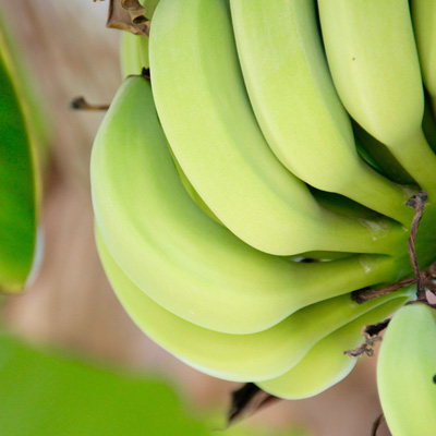 Bananier Musa Musacée Herbacée Bananes Fruits Fruitier