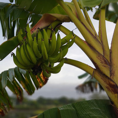 Bananier Musa Musacée Herbacée Fruits Fruitier Bananes