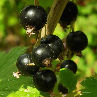 Cassissier Cassis Fruitier Arbuste Baies noires Fruits