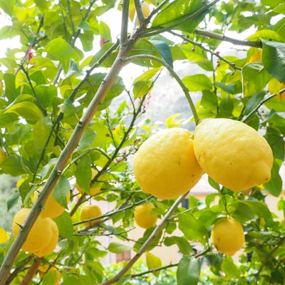 Citronnier Citrons jaunes Verger Arbre Fruitier Citrus