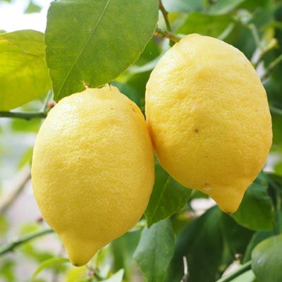 Citronnier Citrons jaunes Fruits Fruitier Feuillage vert Citrus