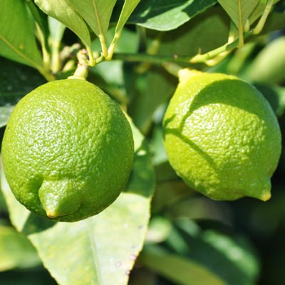Citronnier Citrons verts Fruitier citrus Arbre Feuillage