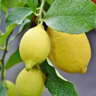Citronnier Citrons jaunes Feuillage vert Fruitier Citrus
