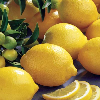 Citronnier Citron Citrus Vulcan Fruits jaunes
