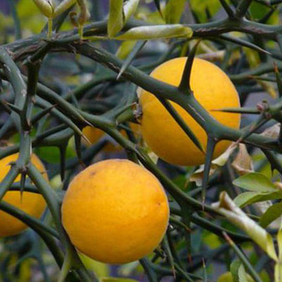 Citronnier trifoliata Citron du Nord Agrumes Fruits Fruitier